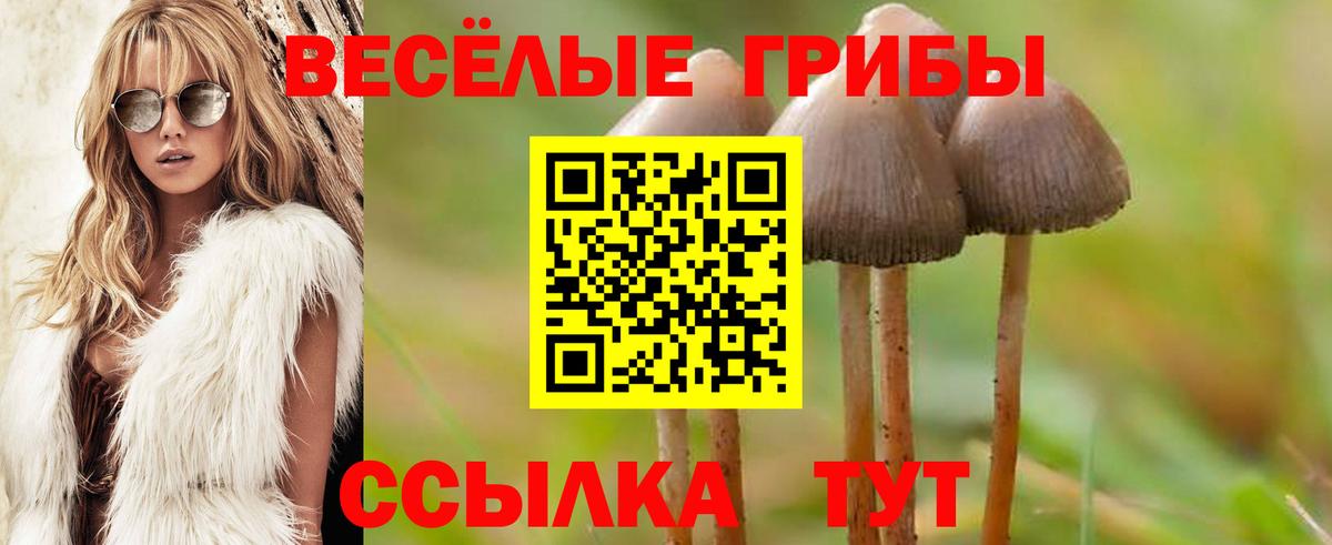 Галлюциногенные грибы Psilocybe Комсомольск-на-Амуре